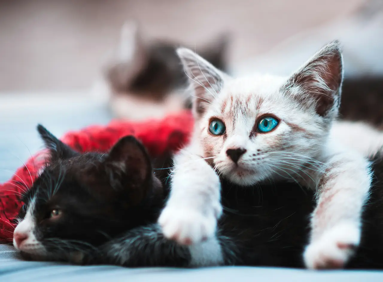 Two kittens cuddling together on a blanket